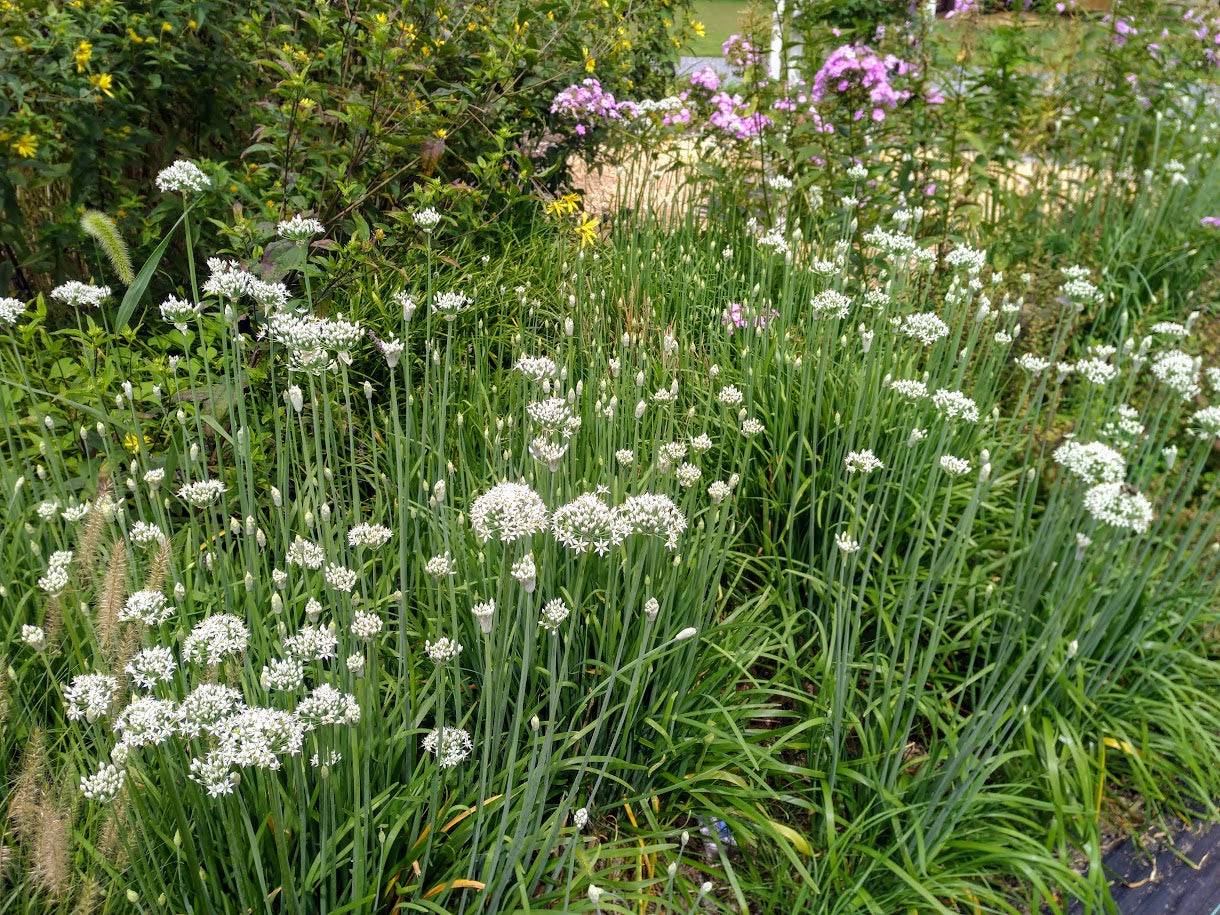 Garlic Chives Plants