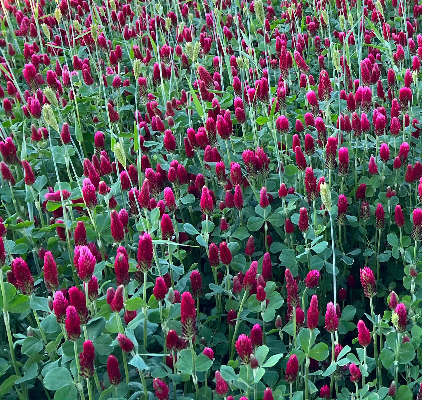 USDA Organic Crimson Clover Seed - 1 lb.