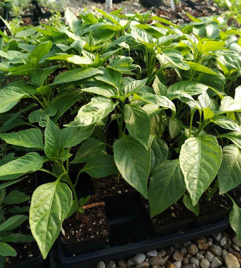 Pepper 'California Wonder Orange' Plants