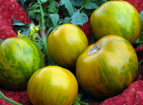 Tomato 'Green Zebra' Plants