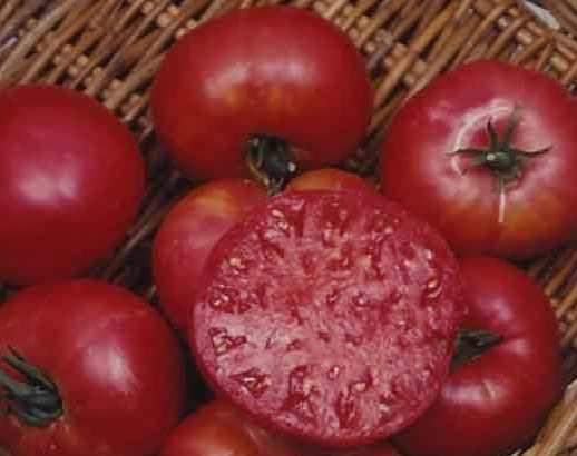 Tomato 'Mortgage Lifter' Plants - Streambank Gardens
