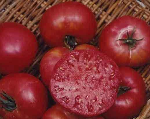Tomato 'Mortgage Lifter' Plants