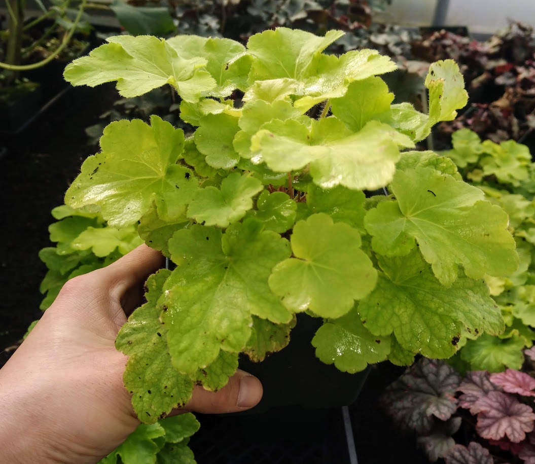 Citronelle Heuchera - Lime Time!! - Streambank Gardens