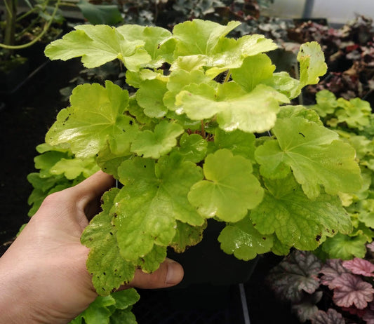 Citronelle Heuchera - Lime Time!! - Streambank Gardens