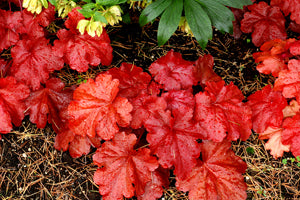 Heuchera 'Fire Alarm' - Streambank Gardens