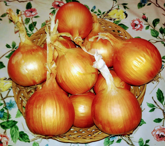 Growing Onions at Home - Streambank Gardens