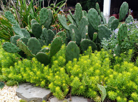 A duo!  - Eastern Prickly Pear and Sedum Angelina