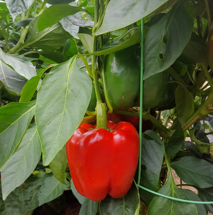 Jupiter Peppers - Sometimes large fruits are pleasantly sweet