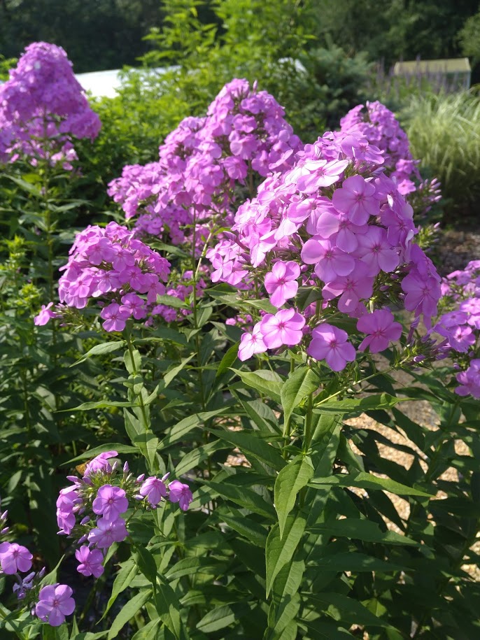 David's Lavender Phlox - Streambank Gardens