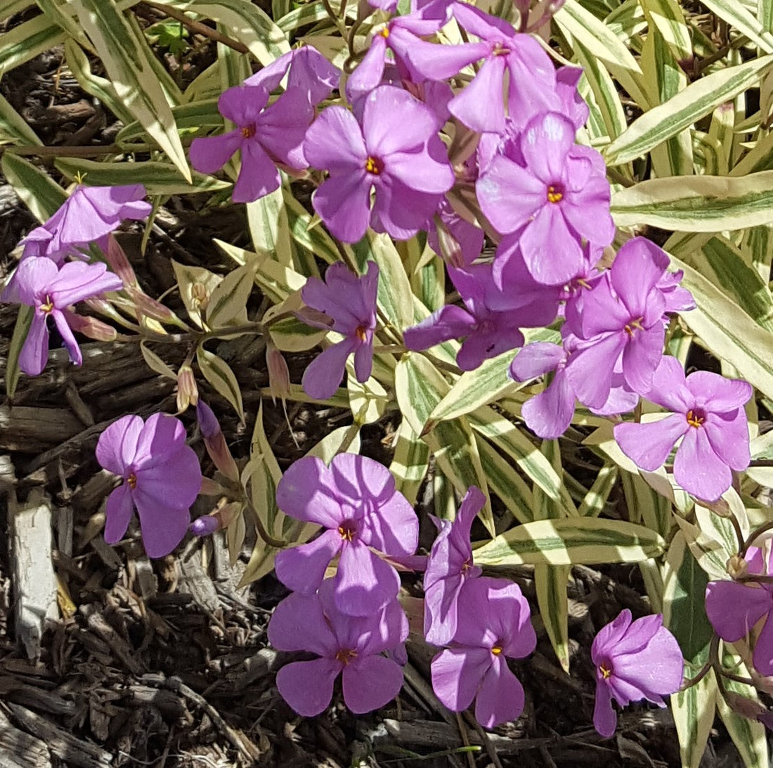 Phlox 'Triple Play' - A workhorse perennial no one really knows about.