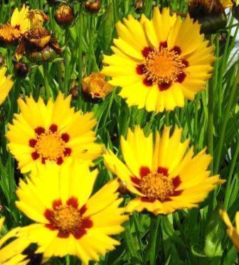 Coreopsis Plants – Streambank Gardens