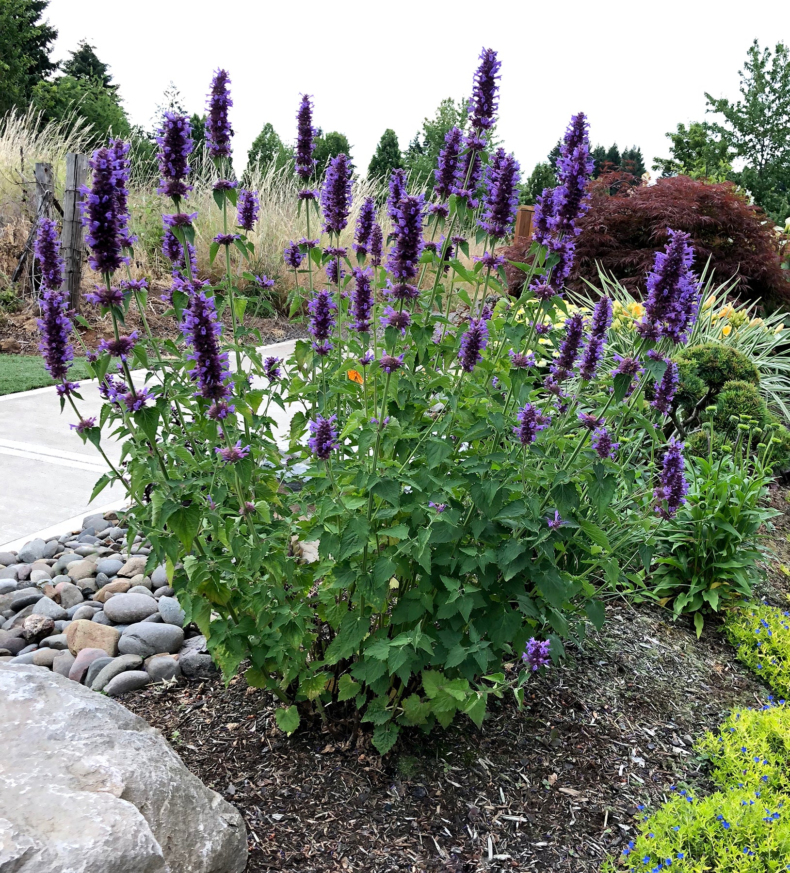Agastache 'Blue Boa' - 1 Plant – Streambank Gardens