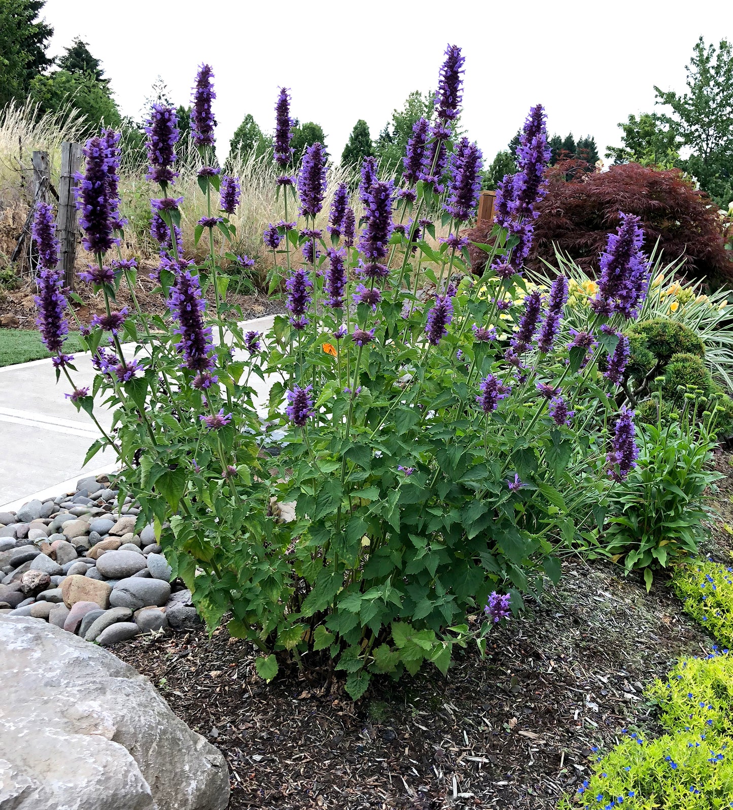 Agastache 'Blue Boa' - 1 Plant