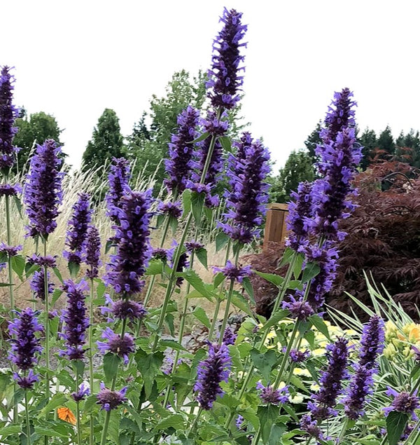 Agastache 'Blue Boa' - 1 Plant – Streambank Gardens