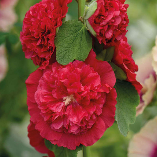 Alcea rosea 'O'Hara'