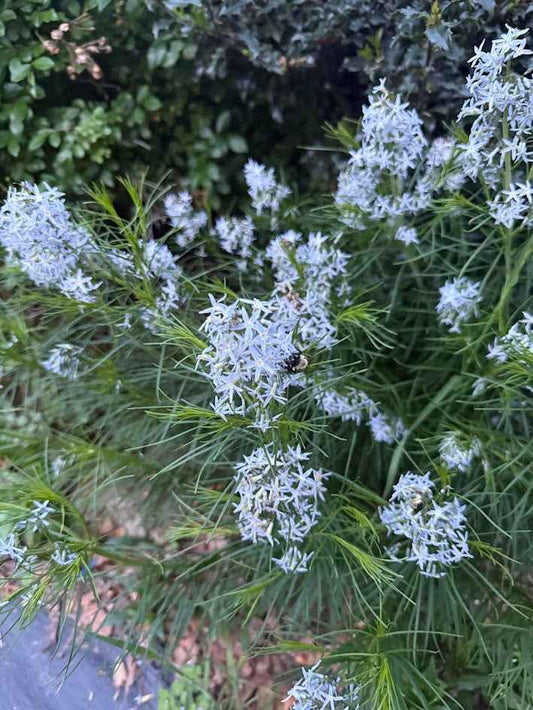 Amsonia hubrichtii (Threadleaf Blue Star)