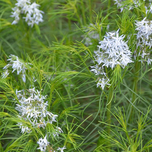Amsonia hubrectii (Threadleaf Blue Star)