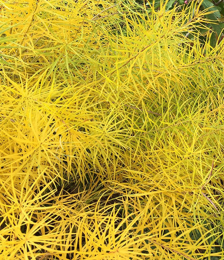 Amsonia hubrectii (Threadleaf Blue Star)