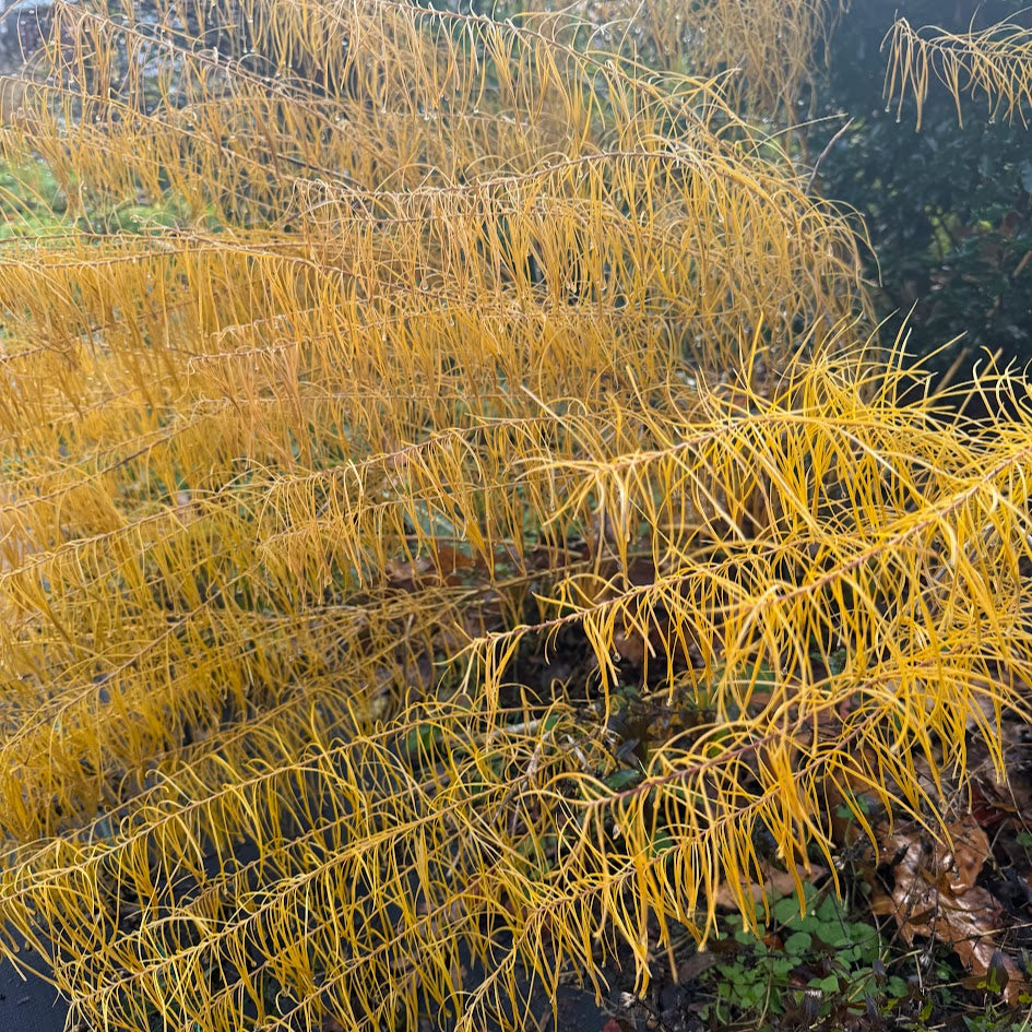 Amsonia hubrectii (Threadleaf Blue Star)