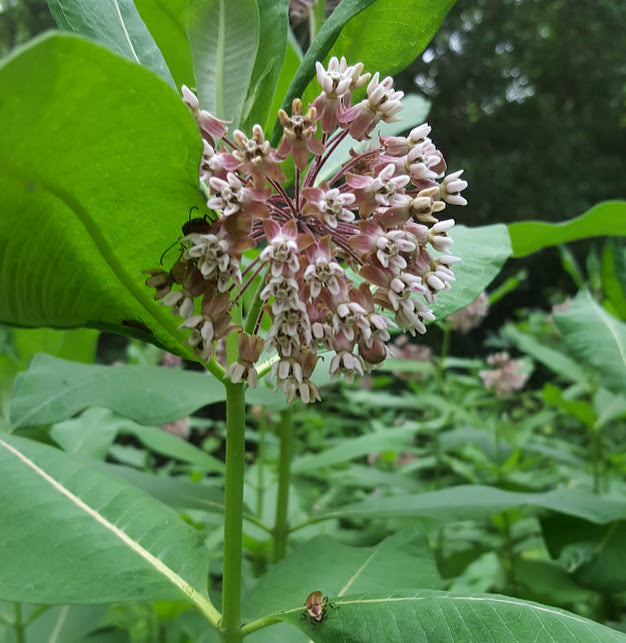 Asclepsias syriaca (Common Milkweed)