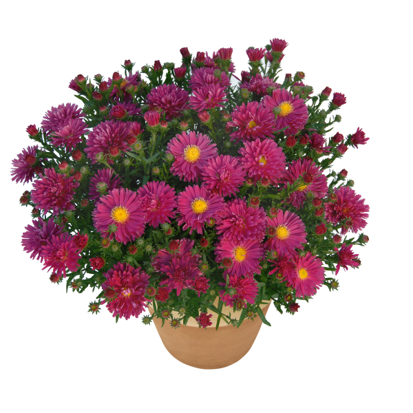 Aster Kickin'® Carmine Red