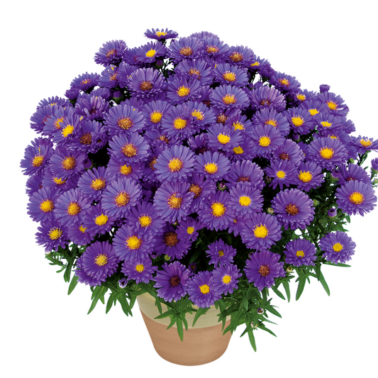 Aster Kickin'® Lilac Blue