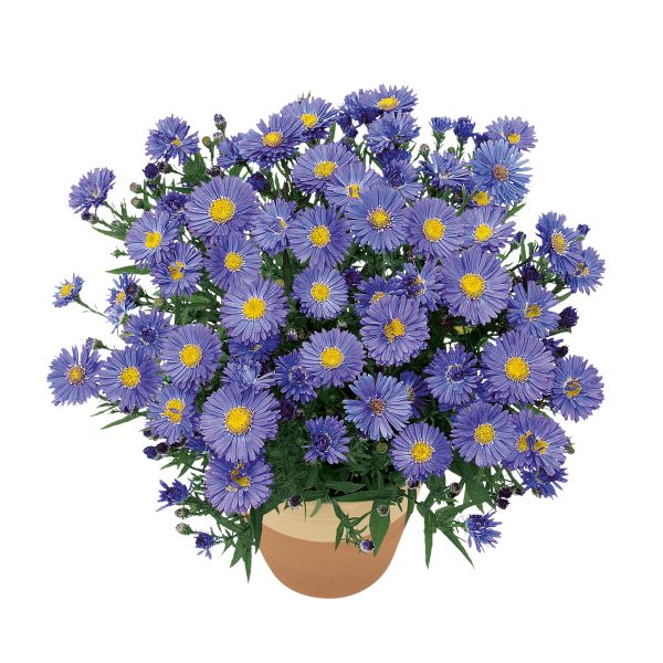 Aster Kickin'® Sapphire