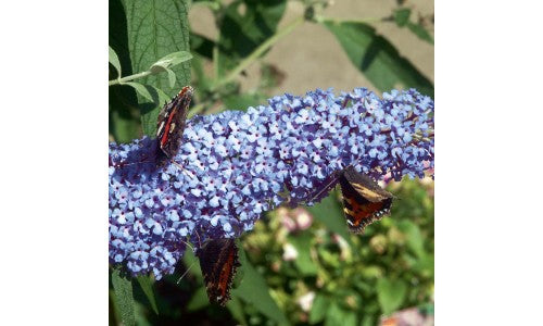 Buddleia Buzz 'Sky Blue' Plants