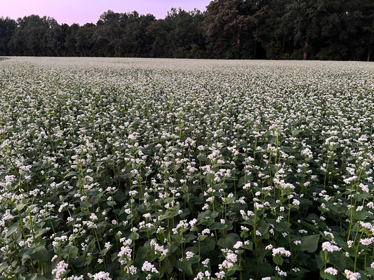 Koto Buckwheat Seed