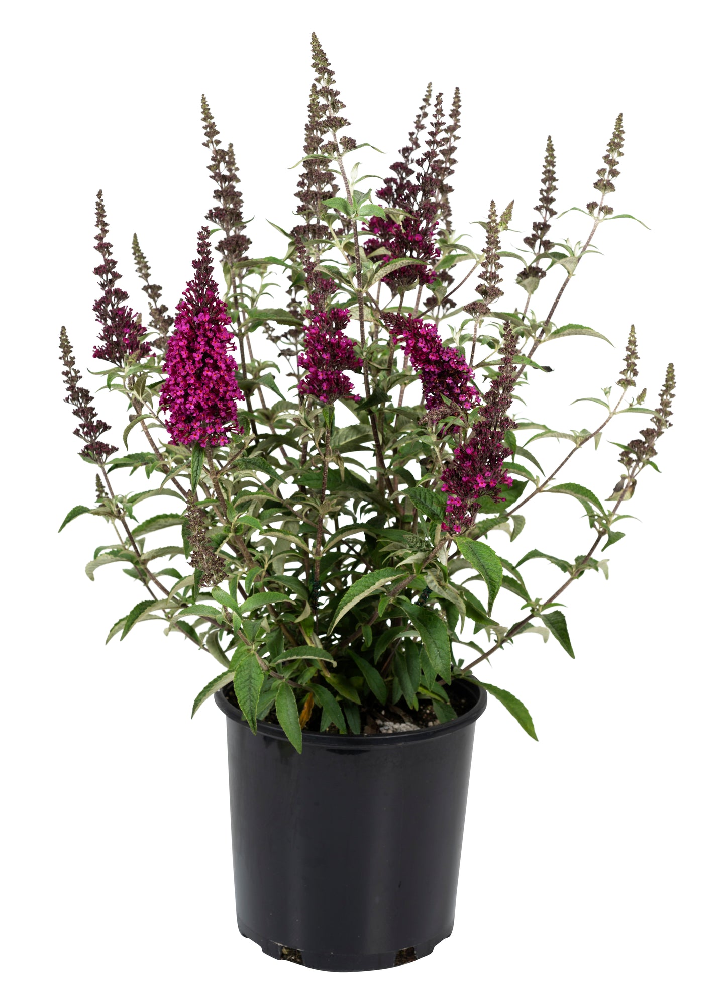 Buddleja Buzz® 'Hot Raspberry' Plants