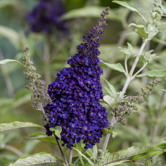 Buddleja Buzz 'Midnight' Plants