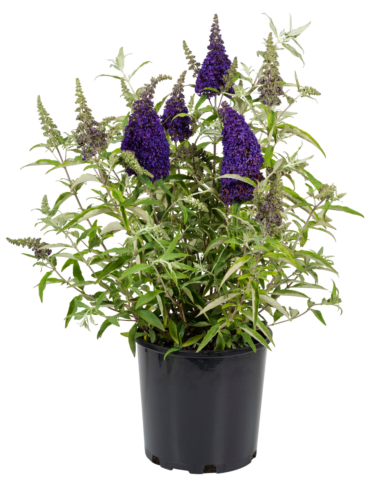 Buddleja Buzz 'Midnight' Plants