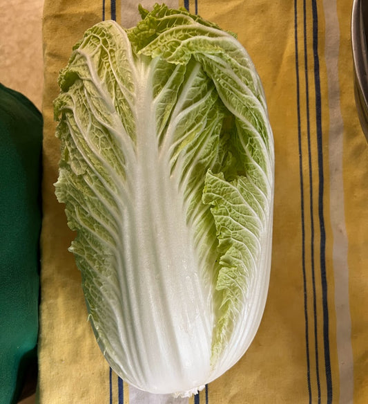 Cabbage 'Bilko' Plants