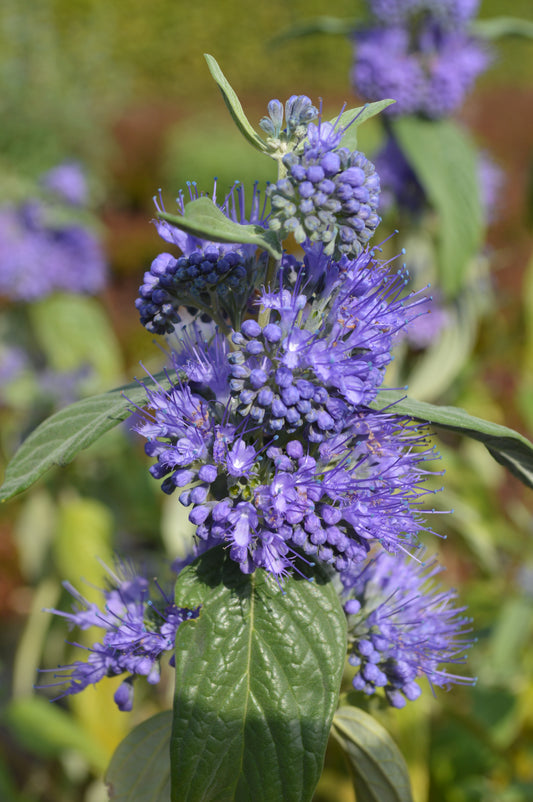 Caryopteris 'Blue Empire'