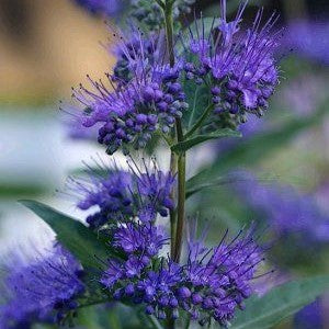 Caryopteris 'Dark Knight' Plants