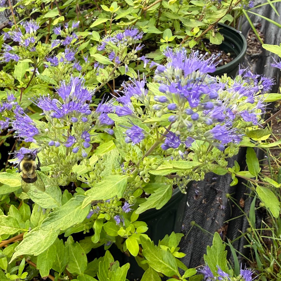 Caryopteris 'Gold Crest'