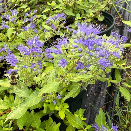 Caryopteris 'Gold Crest'
