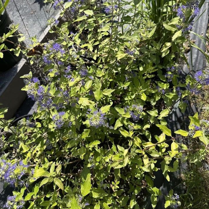 Caryopteris 'Gold Crest'