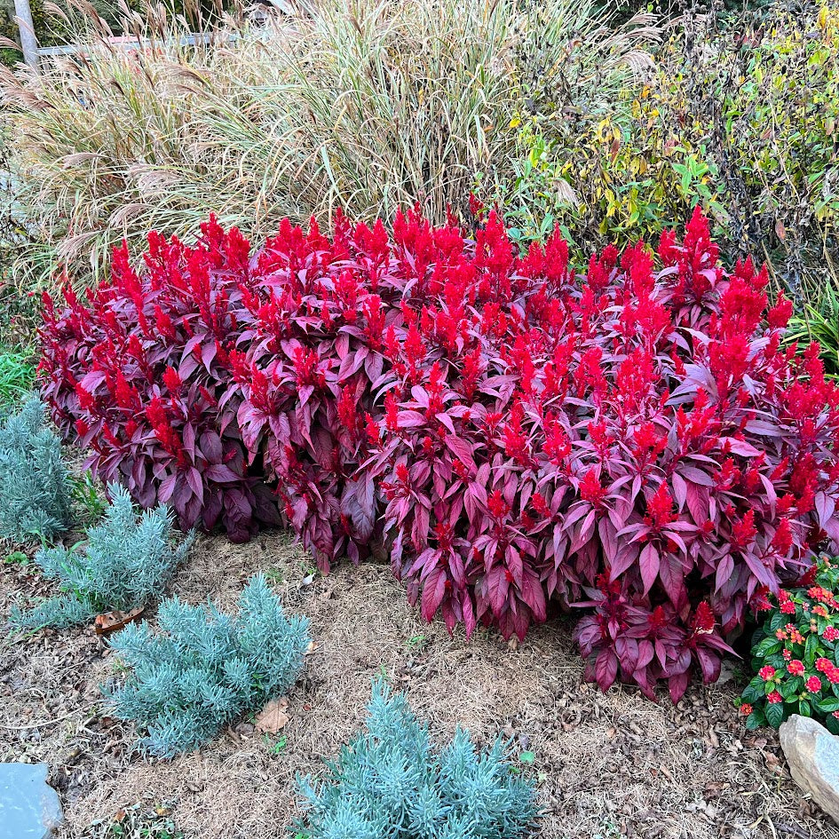 Celosia 'Dragon's Breath'® Plant