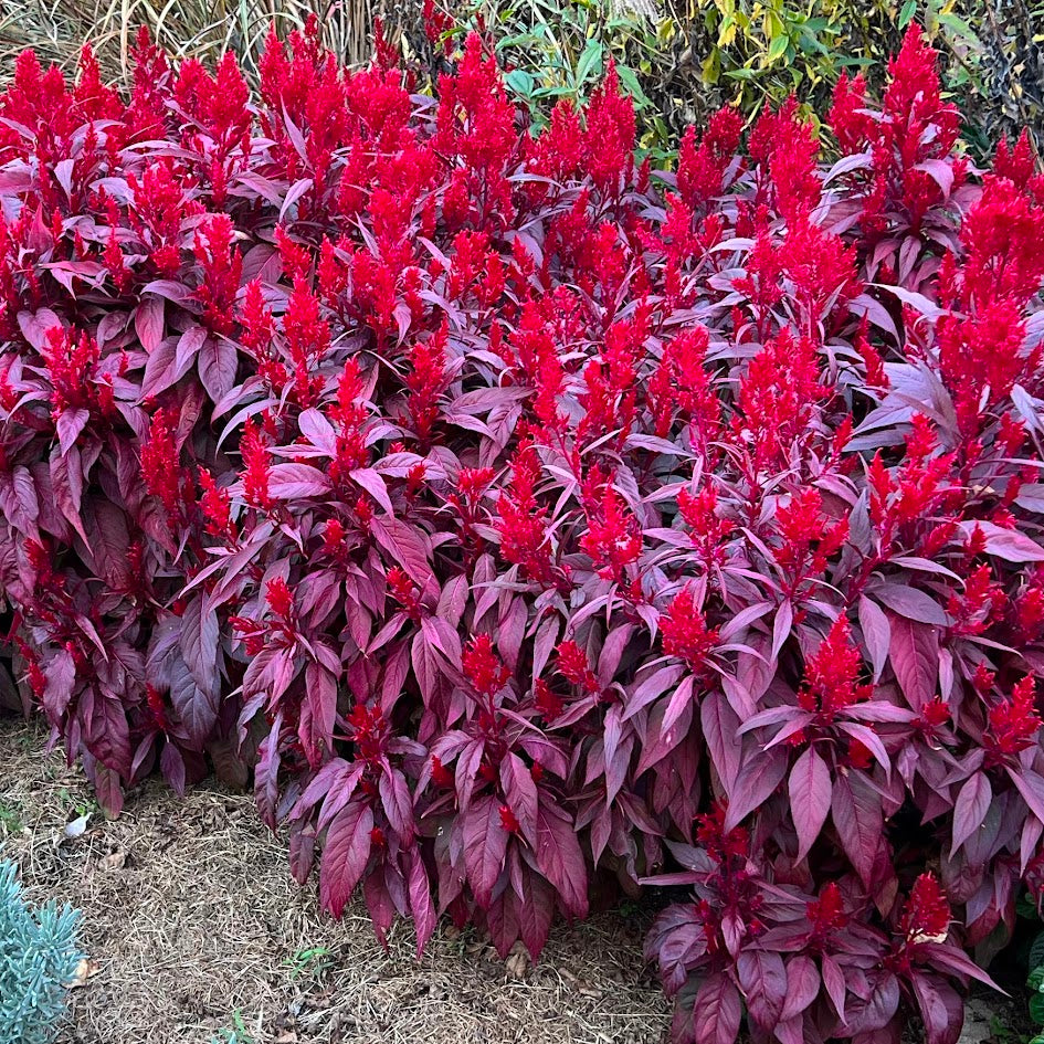 Celosia 'Dragon's Breath'® Plant