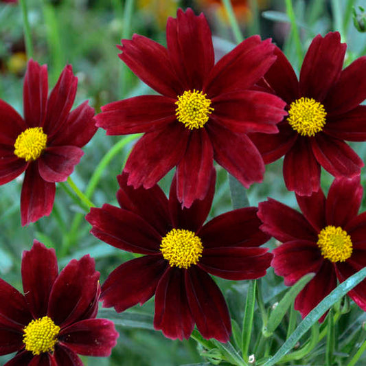 Coreopsis Li'l Bang Red Elf