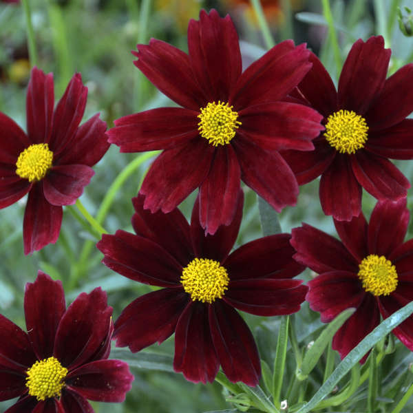 Coreopsis Li'l Bang Red Elf