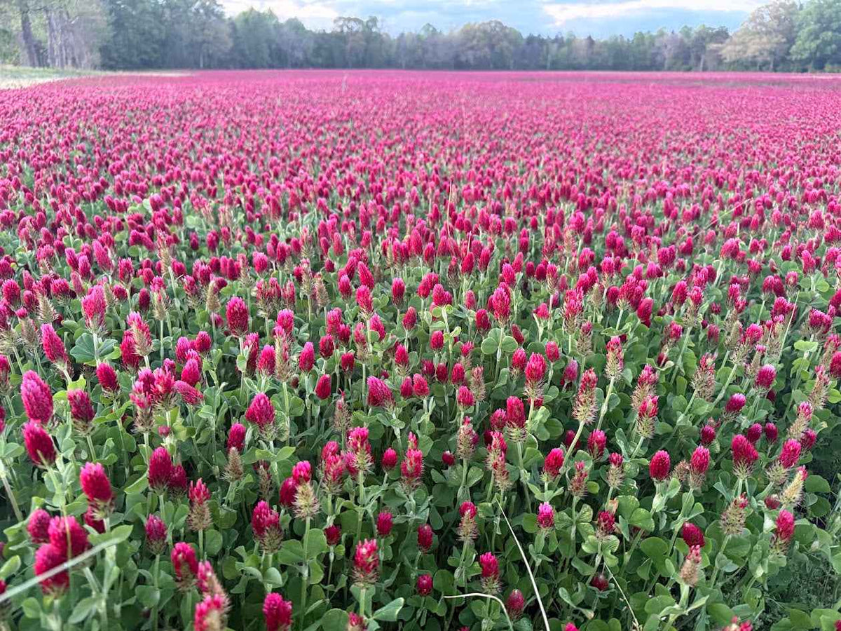 USDA Organic Crimson Clover Seed - 1 lb.