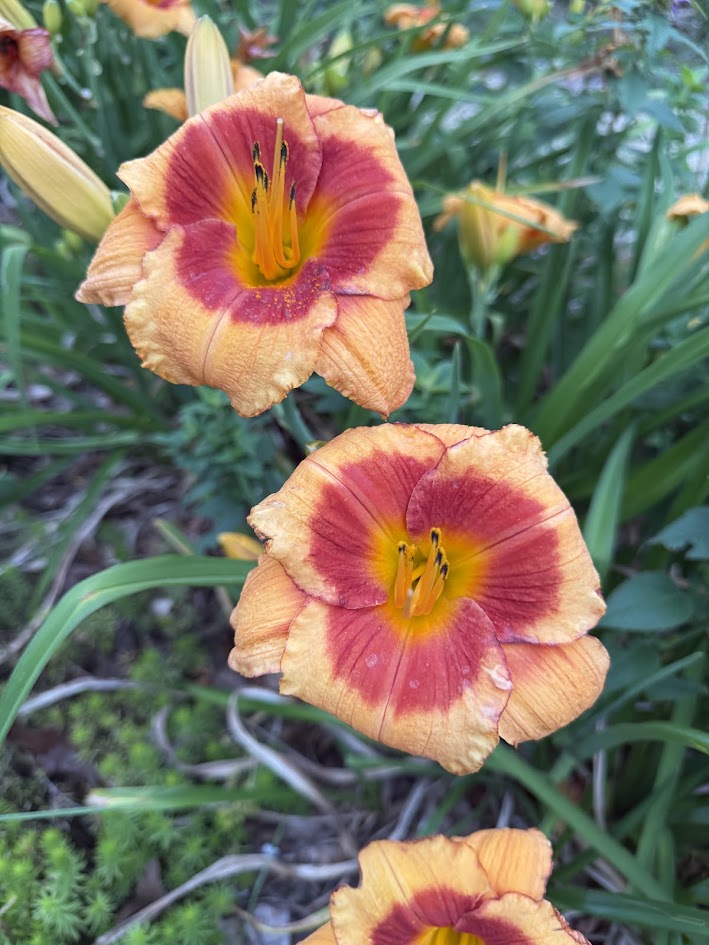 Daylily 'Bold Tiger'