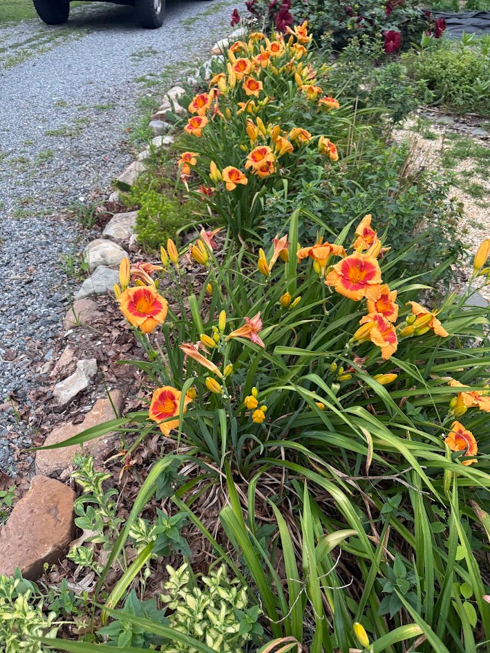 Daylily 'Bold Tiger'