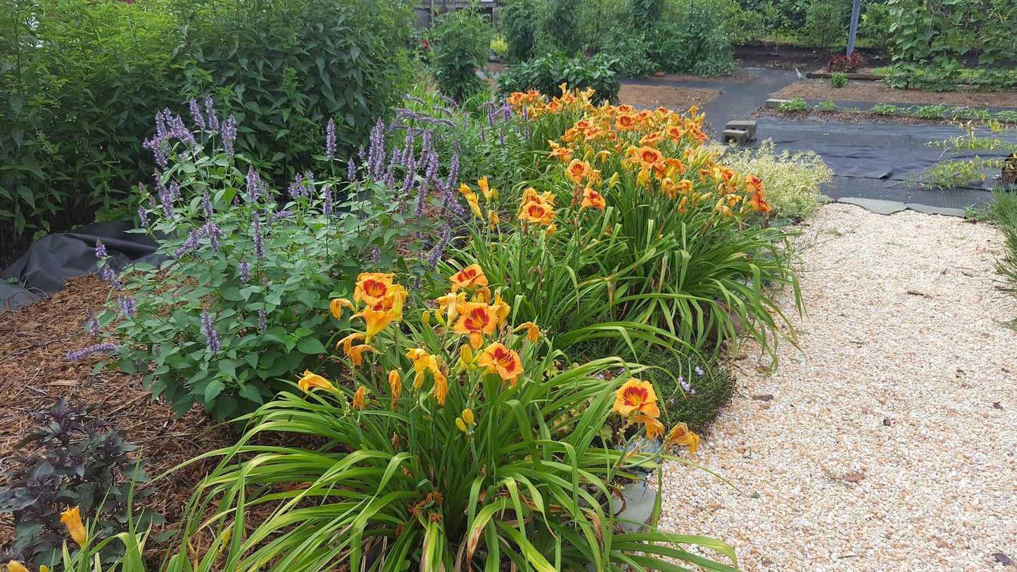 Daylily 'Bold Tiger'