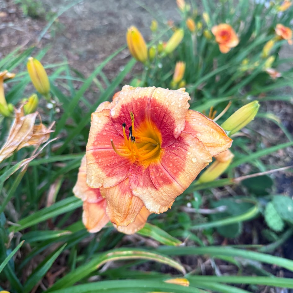 Daylily 'Tiger Kitten'
