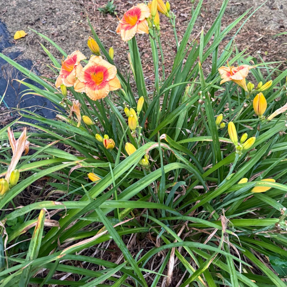 Daylily 'Tiger Kitten'