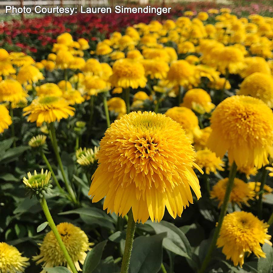 Echinacea CARA MIA® Yellow