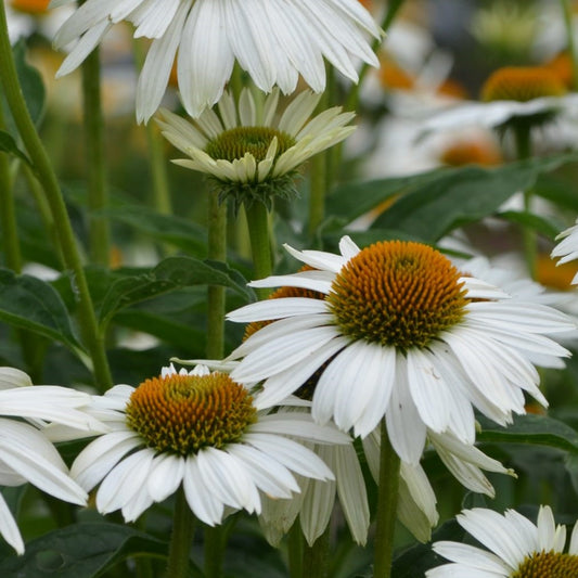 Echinacea Sombrero® Blanco